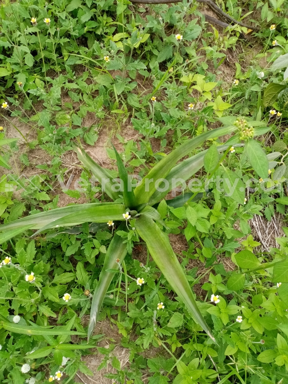 Image 1 Title