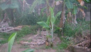 Image 1 Title