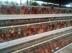 Poultry Farm Factory for Sale Enugu Enugu Vetra  Property