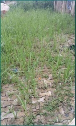 Image 1 Title