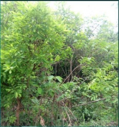 Image 1 Title