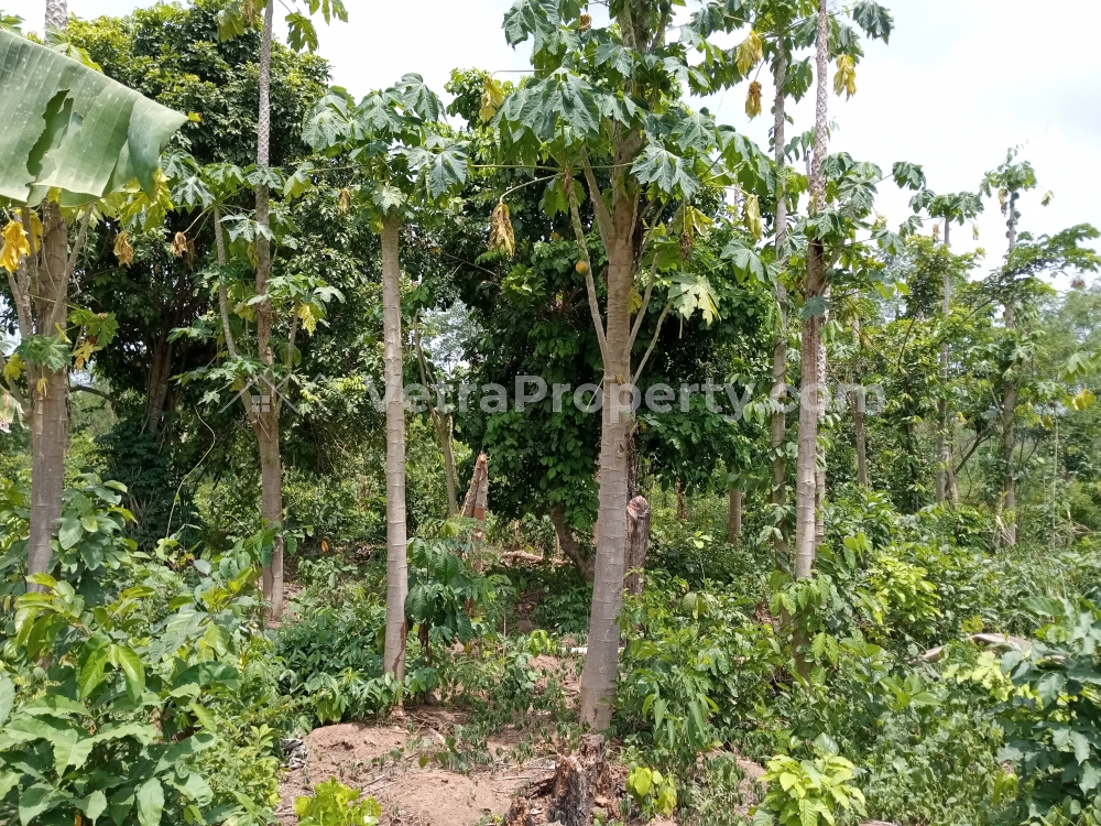  1 Acre Of Farmland  Land for Sale Ibadan Oyo Vetra  Property