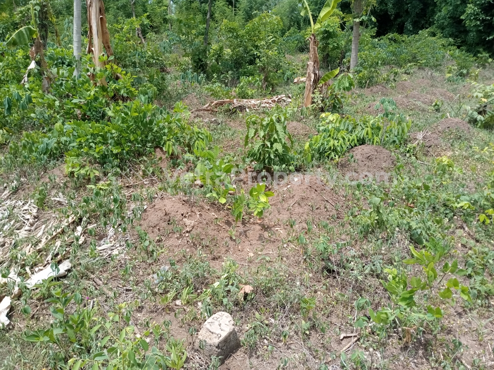 Image 1 Title