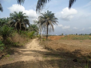 50 Hectares  50 Hectare of Land for Sale Uyo Akwa Ibom Vetra  Property
