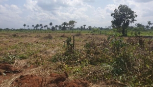 2 Plots Of Land Measuring 100 By 100 Ft 2 Plots of Land for Sale Ethiope East Delta Vetra  Property