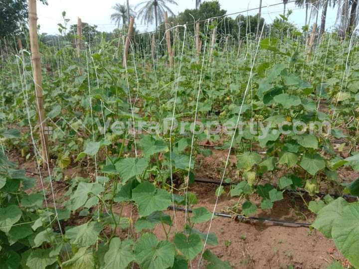 Arable Farmland  600 Meter Square of Land for Sale Ibarapa Oyo Vetra  Property