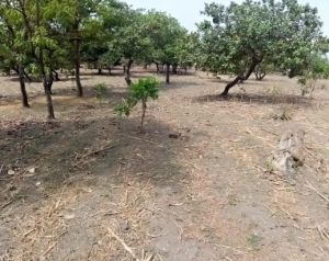 2000sqm Mixed Use Land 2,000 Meter Square of Land for Sale Central Area Abuja Vetra  Property