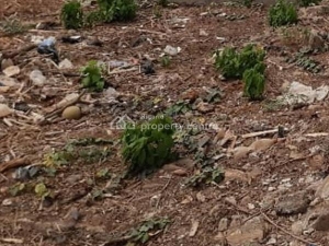 Mixed-use Land 900 Meter Square of Land for Sale Shomolu Lagos Vetra  Property