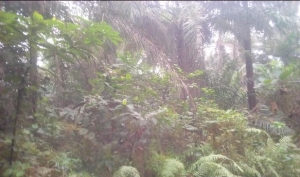 Farmland For Mixed Use 100 Hectare of Land for Sale Biase Cross River Vetra  Property