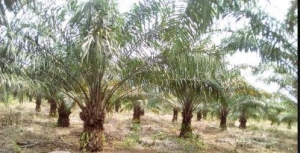 Oil Palm Farm Land for Sale Orhionwon Edo Vetra  Property