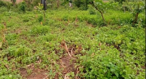 Image 1 Title