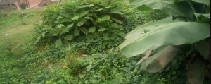 Image 1 Title
