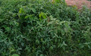 A Plot Of Residential Land 1 Plot of Land for Sale Ilesha West Osun Vetra  Property
