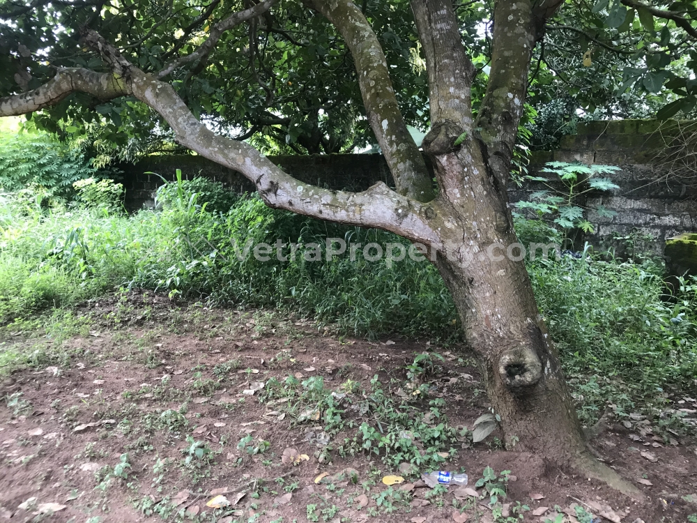 Image 1 Title