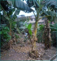 Plot Of Land 1 Plot of Land for Sale Akure Ondo Vetra  Property