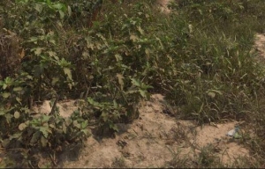 100 By 50 Land  Land for Sale Udu Delta Vetra  Property