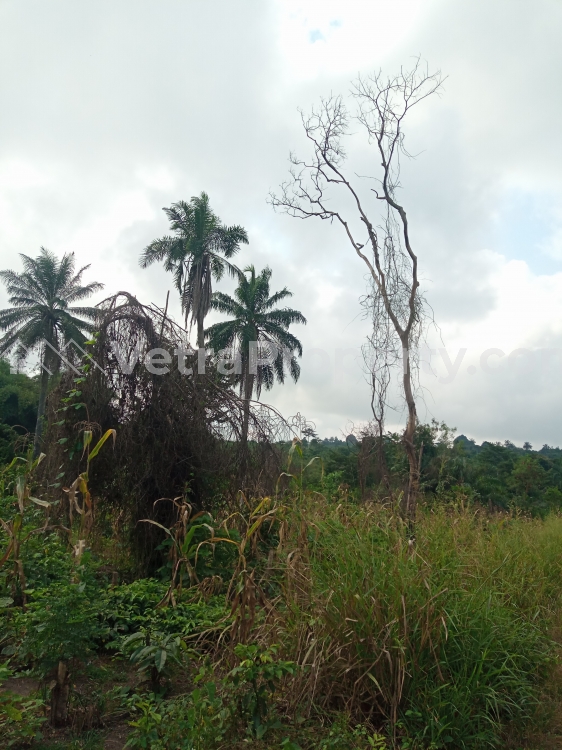  3000 acres of land  Land for Sale Isokan Osun Vetra  Property