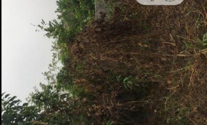 Fenced 3 Plots Of Land 3 Plots of Land for Sale Port Harcourt Rivers Vetra  Property
