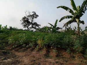 Image 1 Title