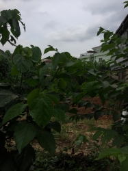 Image 1 Title