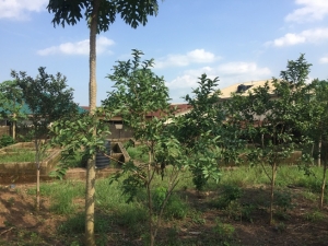 Image 1 Title