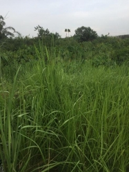 Image 1 Title