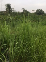 Half Plot Of Land Close To Magboro Bus Stop 1 Plot of Land for Sale Obafemi Owode Ogun Vetra  Property