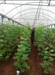 Massive Farm Land With Equipments Measuring 37.735hectares/ Over 550 Plots 38 Hectare of Land for Sale Sagamu Ogun Vetra  Property
